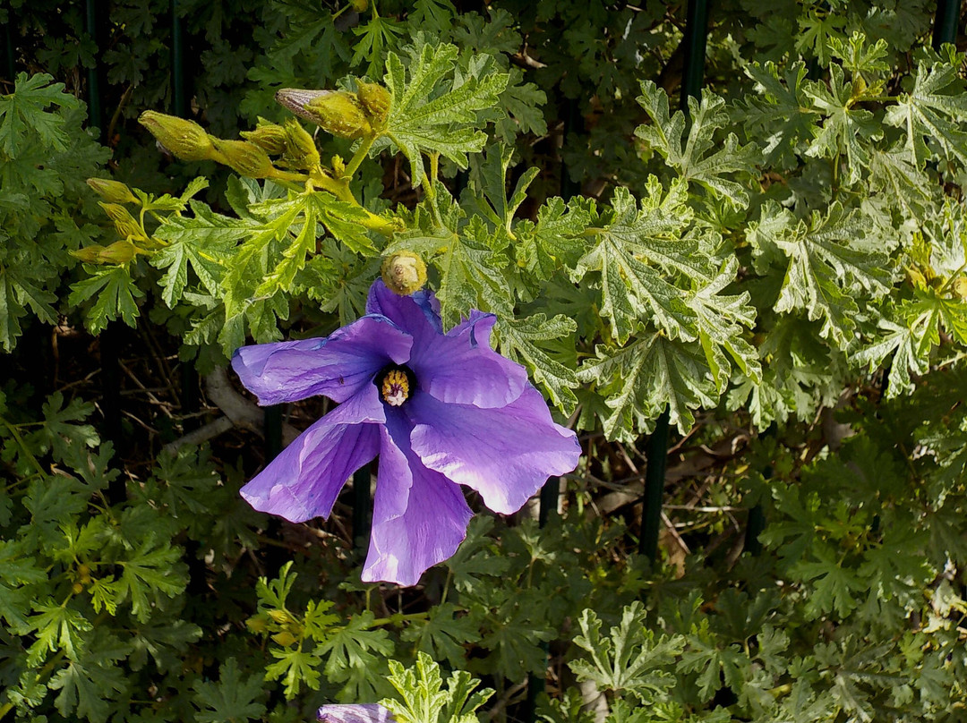 Caulfield Racecourse Reserve-Caulfield必去景点