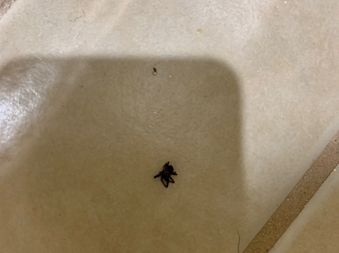 Days Inn by Wyndham Carthage主图