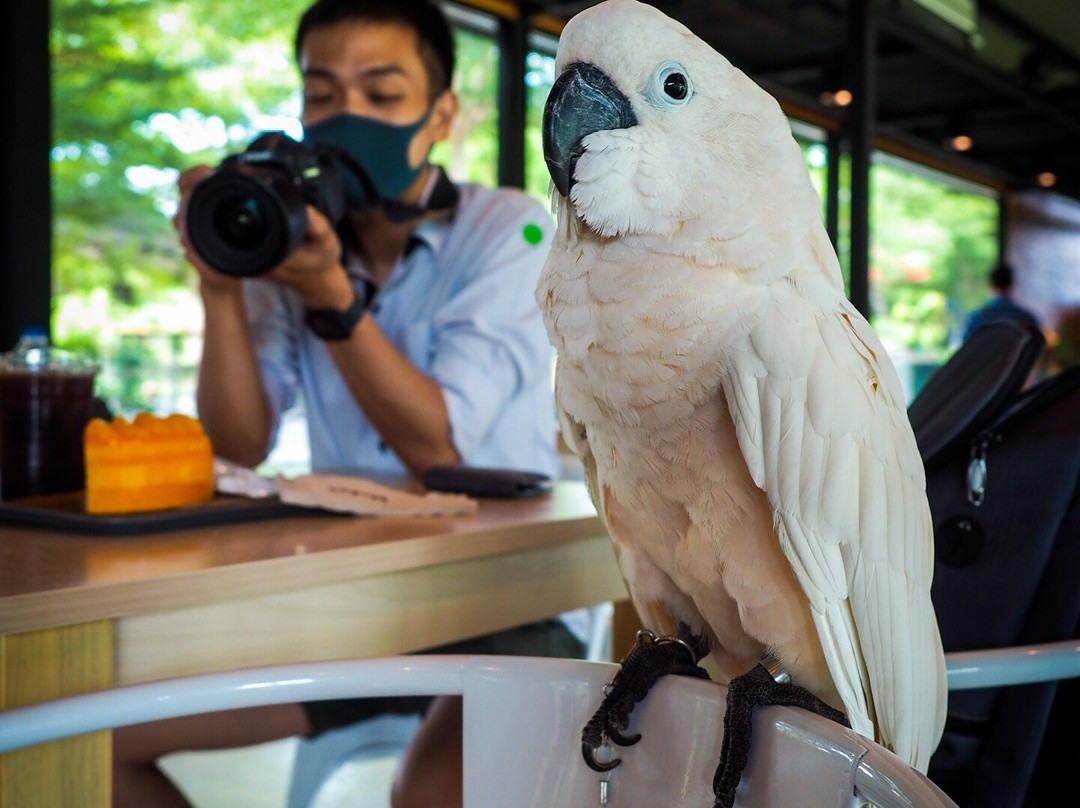 Dubua Cafe-那空猜是必去景点