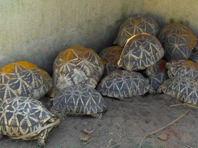 Srikurmanatha Temple-Srikakulam必去景点