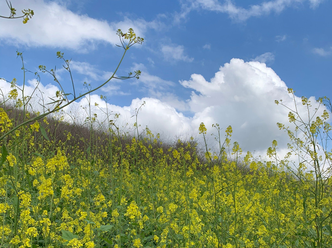 Chino Hills State Park-奇诺岗必去景点