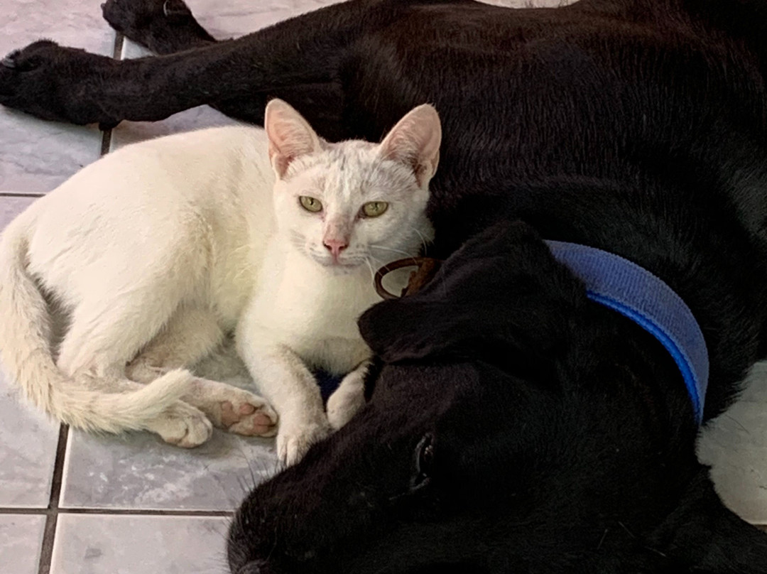 Cocobolo Surf Hotel & School主图