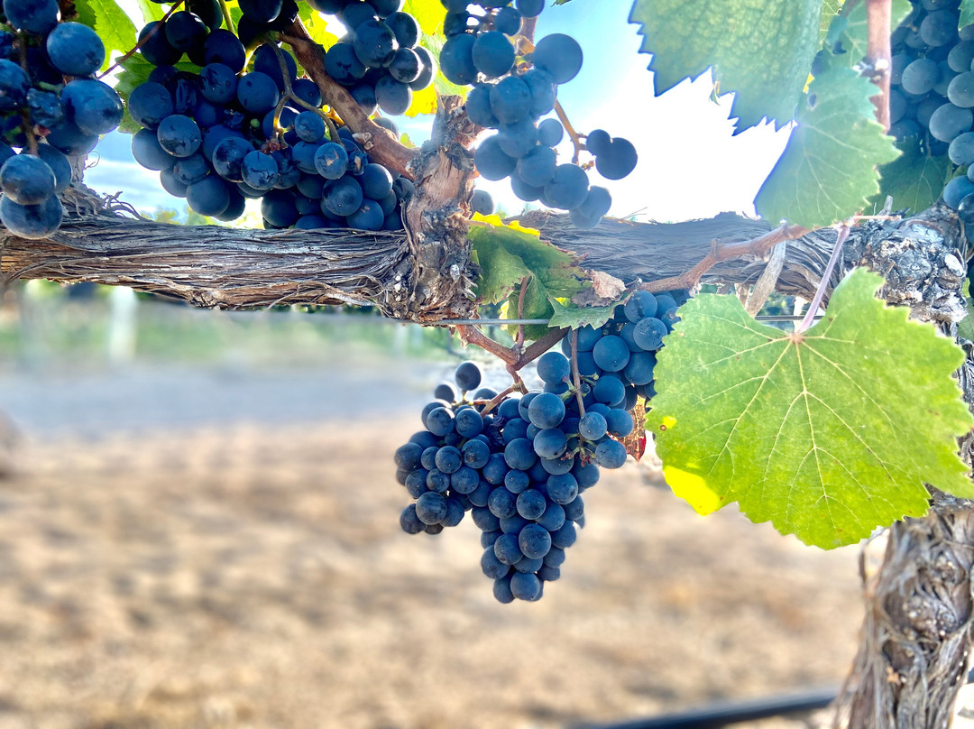 Ernesto Catena Vineyards-Vista Flores必去景点