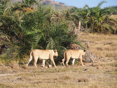 Big Five Venture Safaris-马林地必去景点