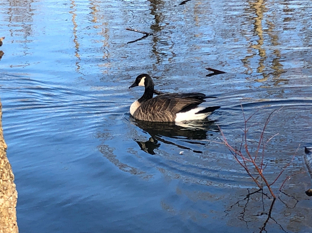 Emily Oaks Nature Center-斯科基必去景点