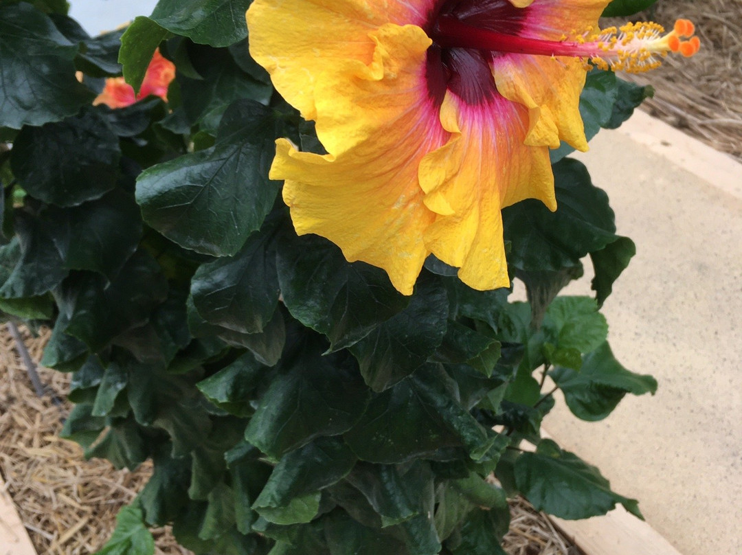 Iejima Hibiscus Garden-伊江村必去景点