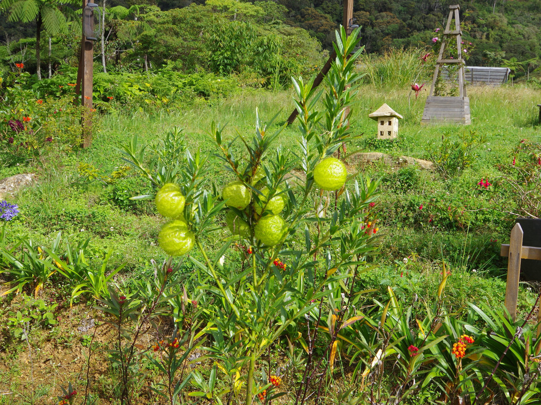 Mesilou Highland Strawberry Farm-昆达山必去景点
