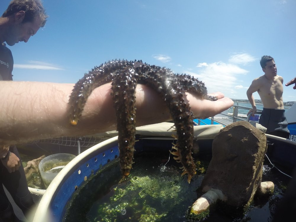 Oceanic Victor-维克多港必去景点