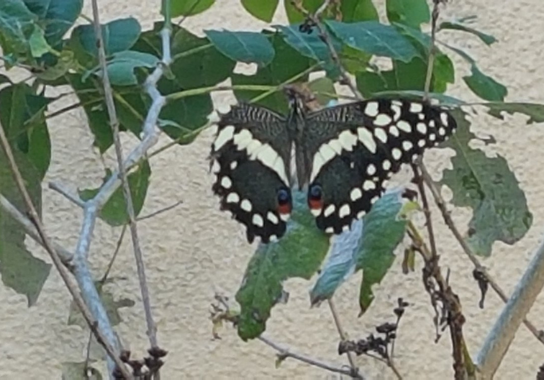 Kipepeo Butterfly House-Gede必去景点