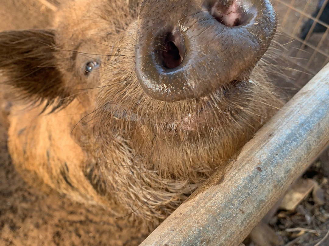 Lahaina Animal Farm景点图片