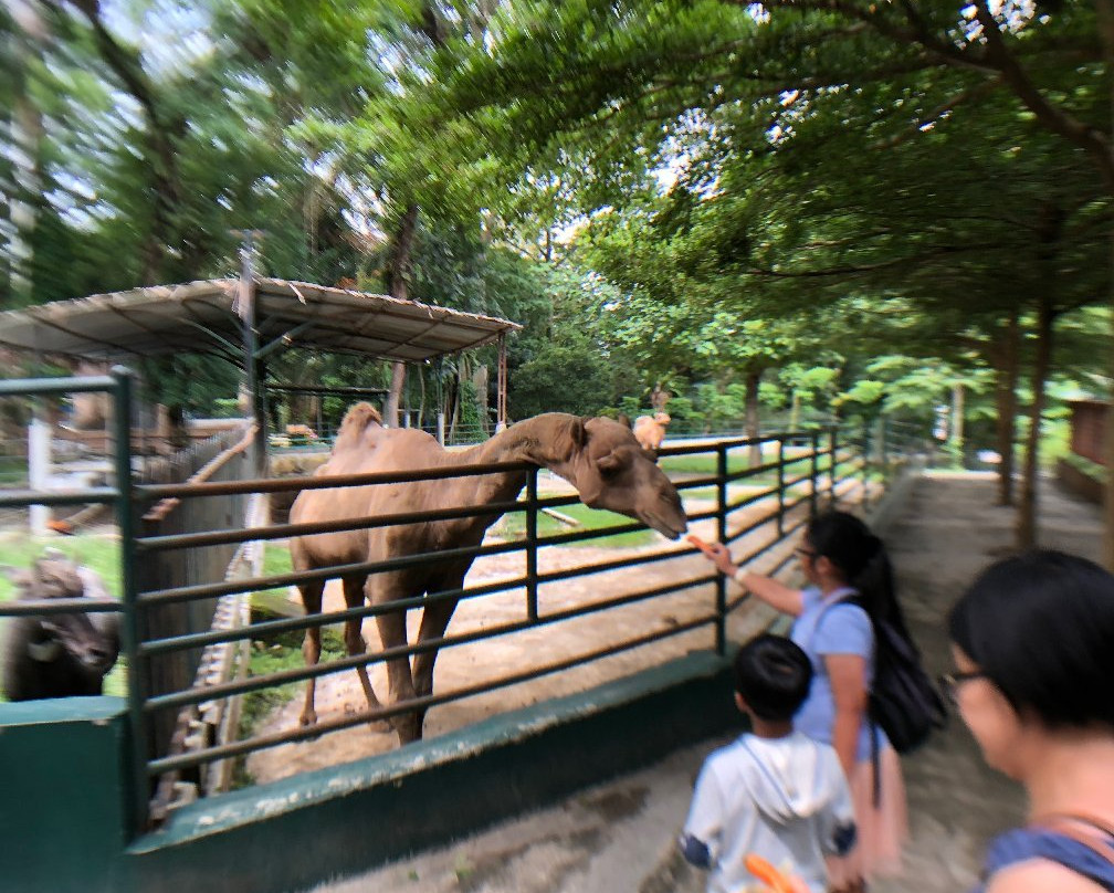 Pematang Siantar Zoo景点图片