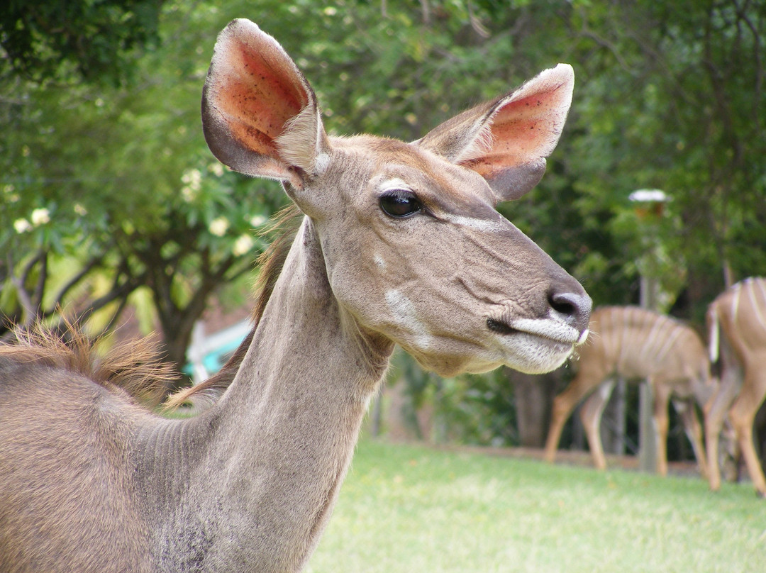 Swadini, A Forever Resort