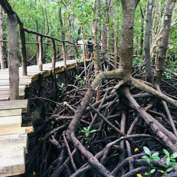 Jambiani Beach-江比阿尼必去景点