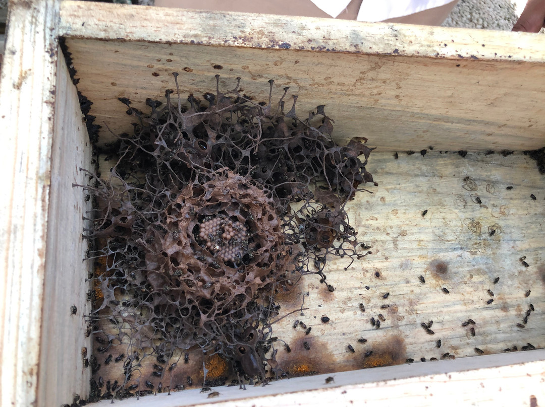 Mayan Bee Sanctuary景点图片