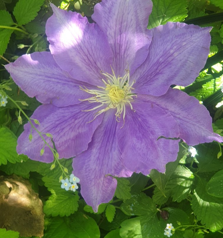 Gardens of Tieve Tara-马其顿山必去景点