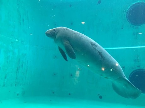 Manatee Center景点图片