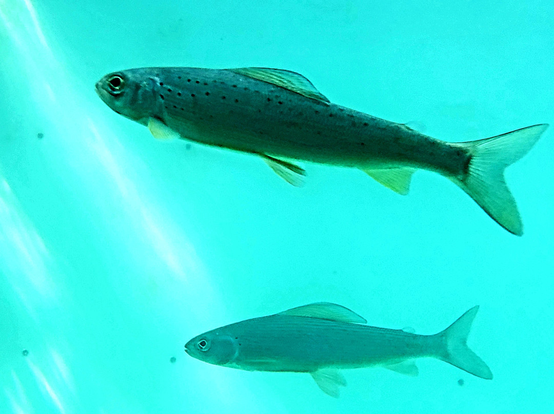 Whitehorse Fishway-白马市必去景点