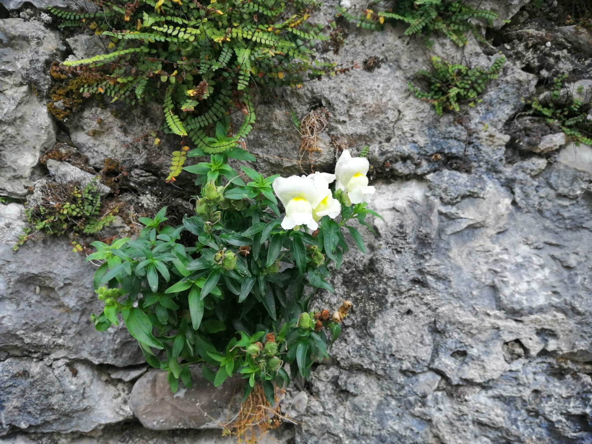 Sot I Cres Borgo Oltris-官方