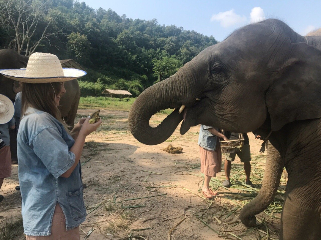 Lanna Kingdom Elephant Sanctuary景点图片