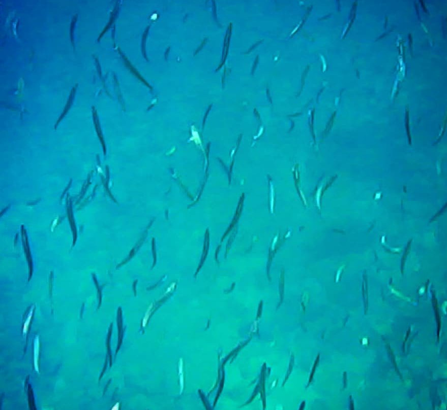 Darwin Bay-Genovesa必去景点