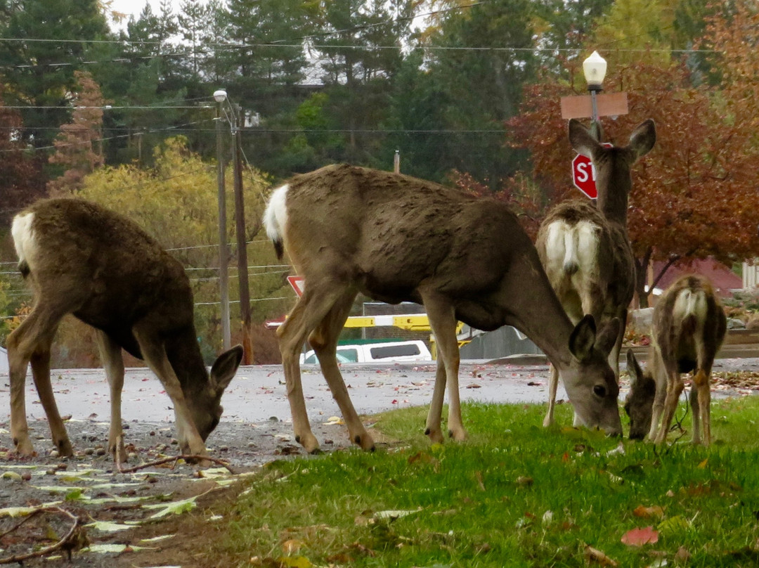 Belle Pepper's Bed & Breakfast主图