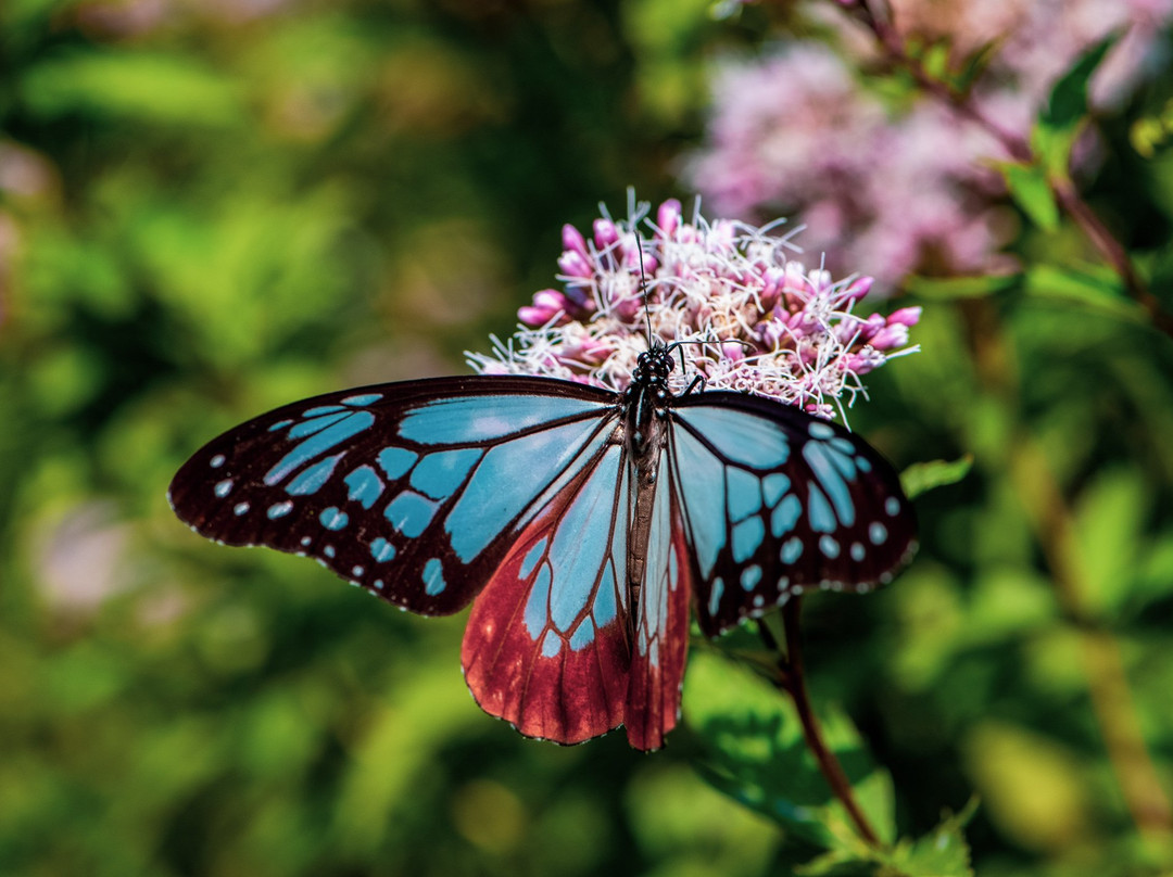 Naruto Uchino Sea Park-鸣门市必去景点