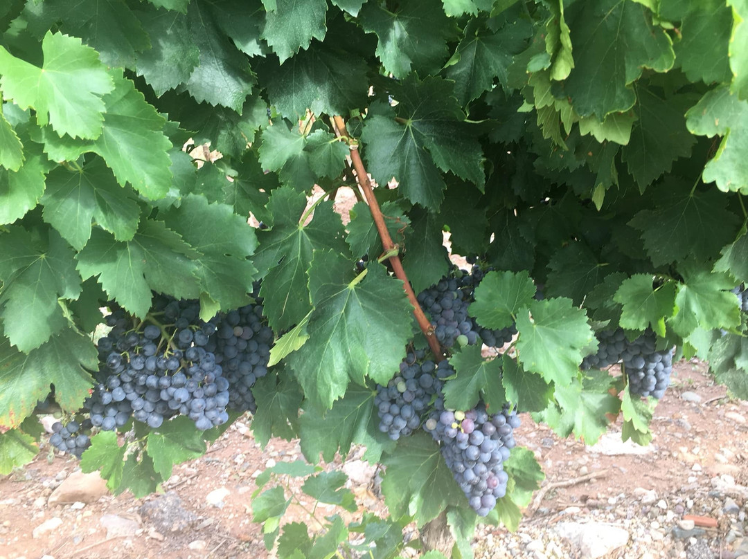 Bodegas Alvia-Ventosa必去景点
