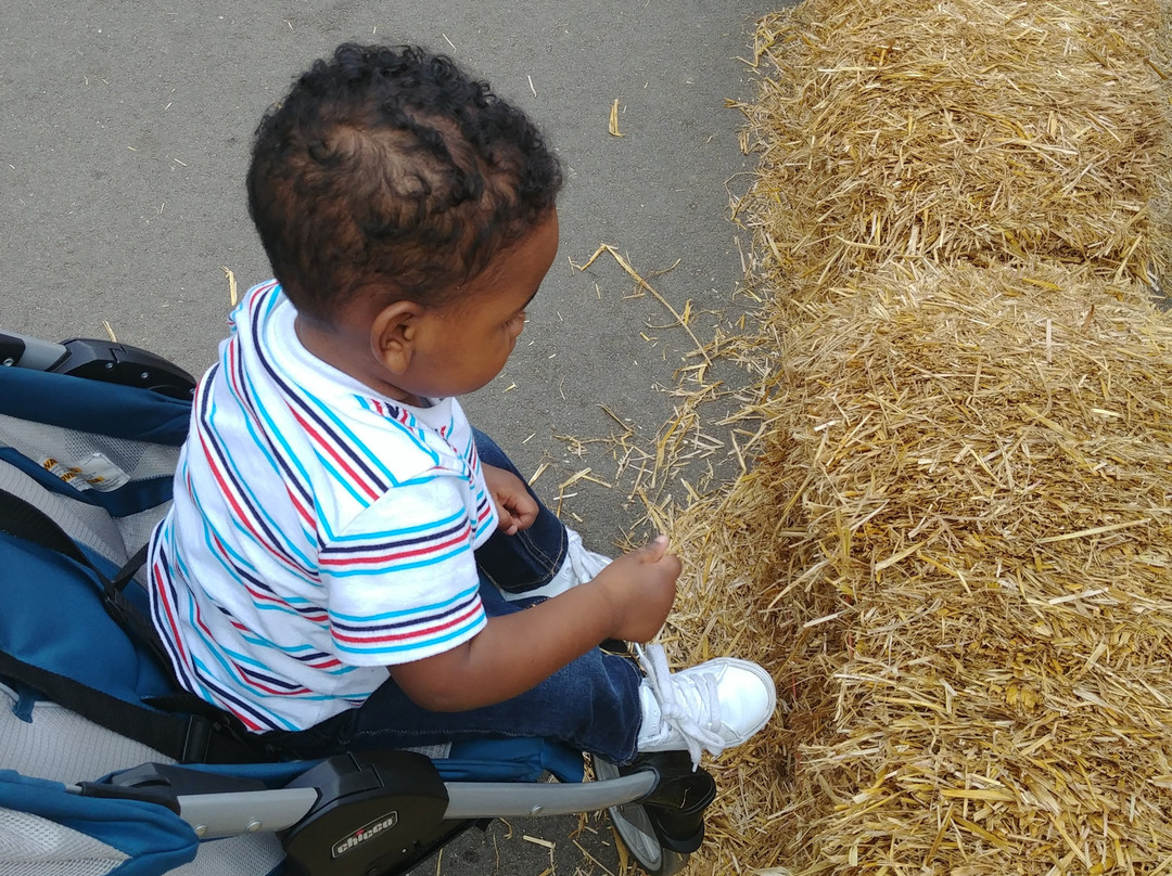 Miller Farms-Clinton必去景点