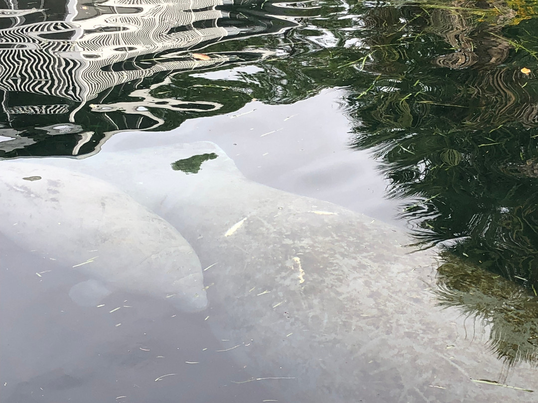 Florida Manatee Adventures-克里斯特尔里弗必去景点