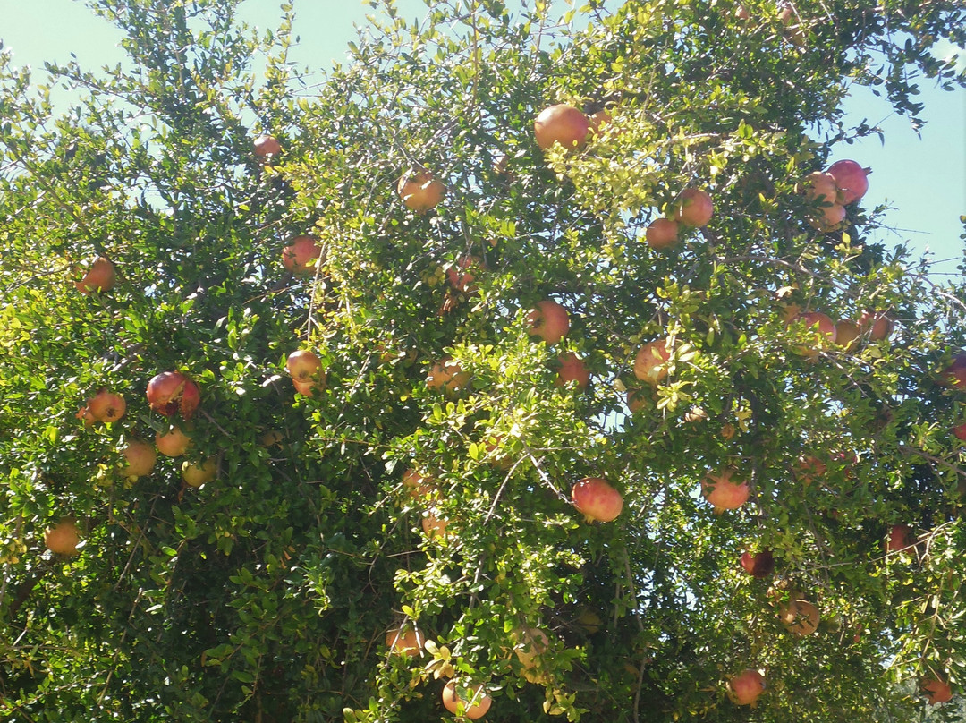 Bougainvillea Hotel Apartments主图