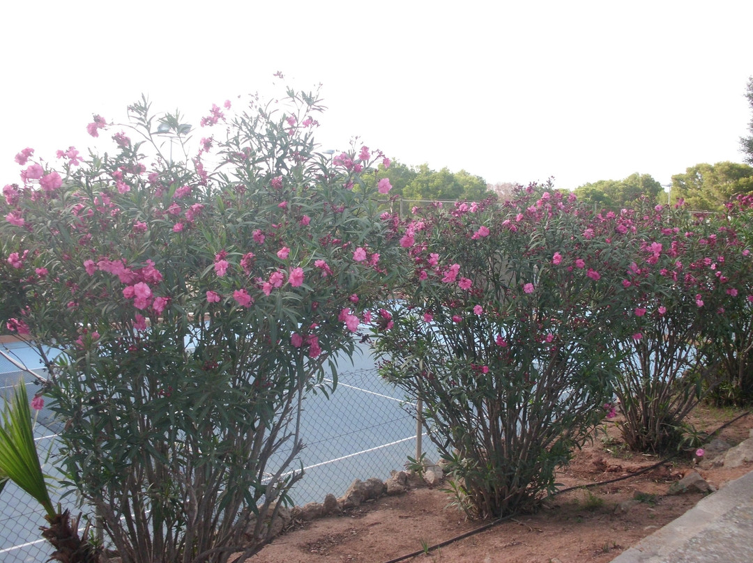 Sun Club El Dorado主图