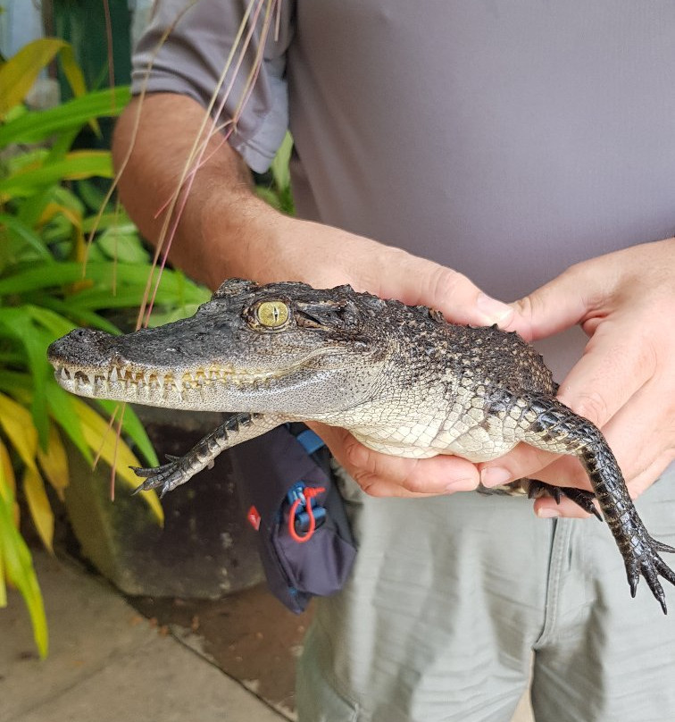 Battambang Crocodile Farm-马德望必去景点