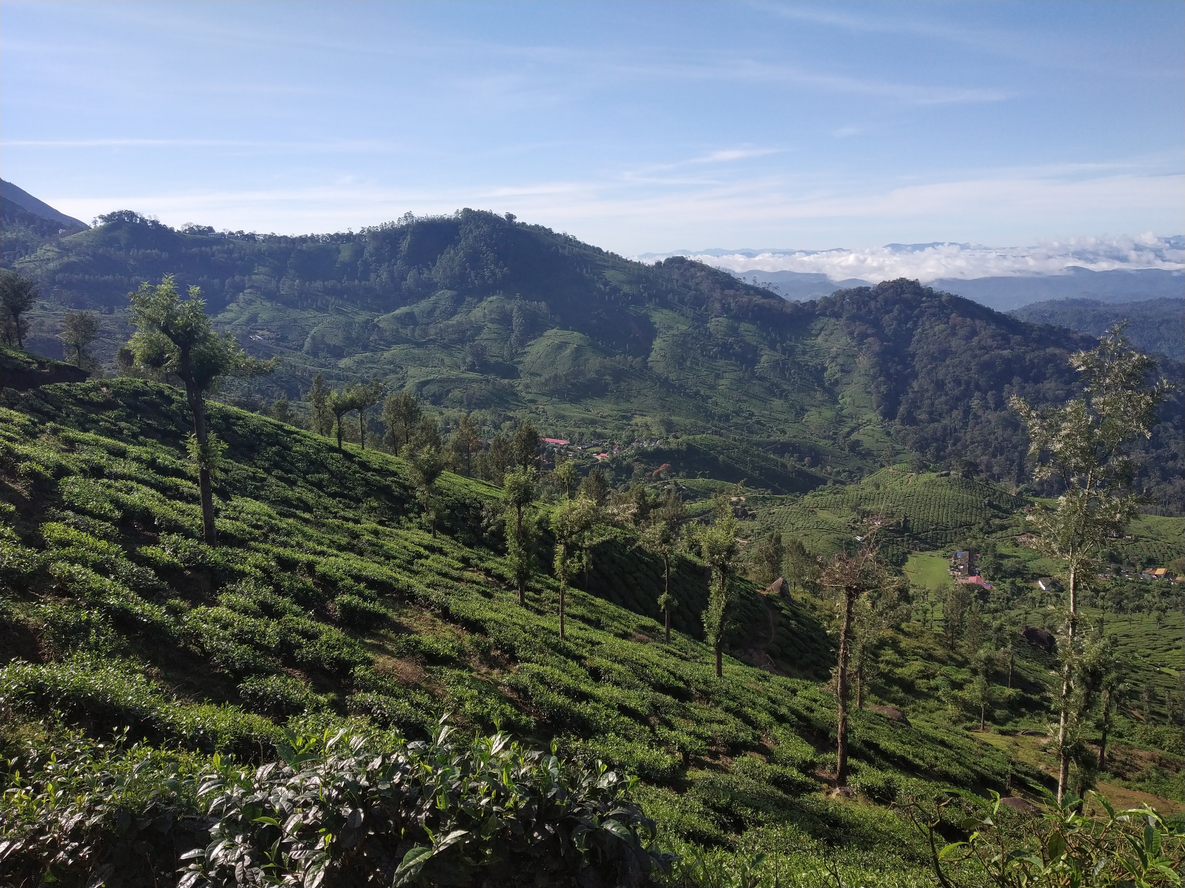 Tea Valley Resort-酒店景观