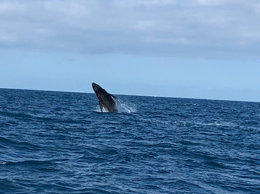 Pacific Whale Foundation Eco-Adventures Australia景点图片