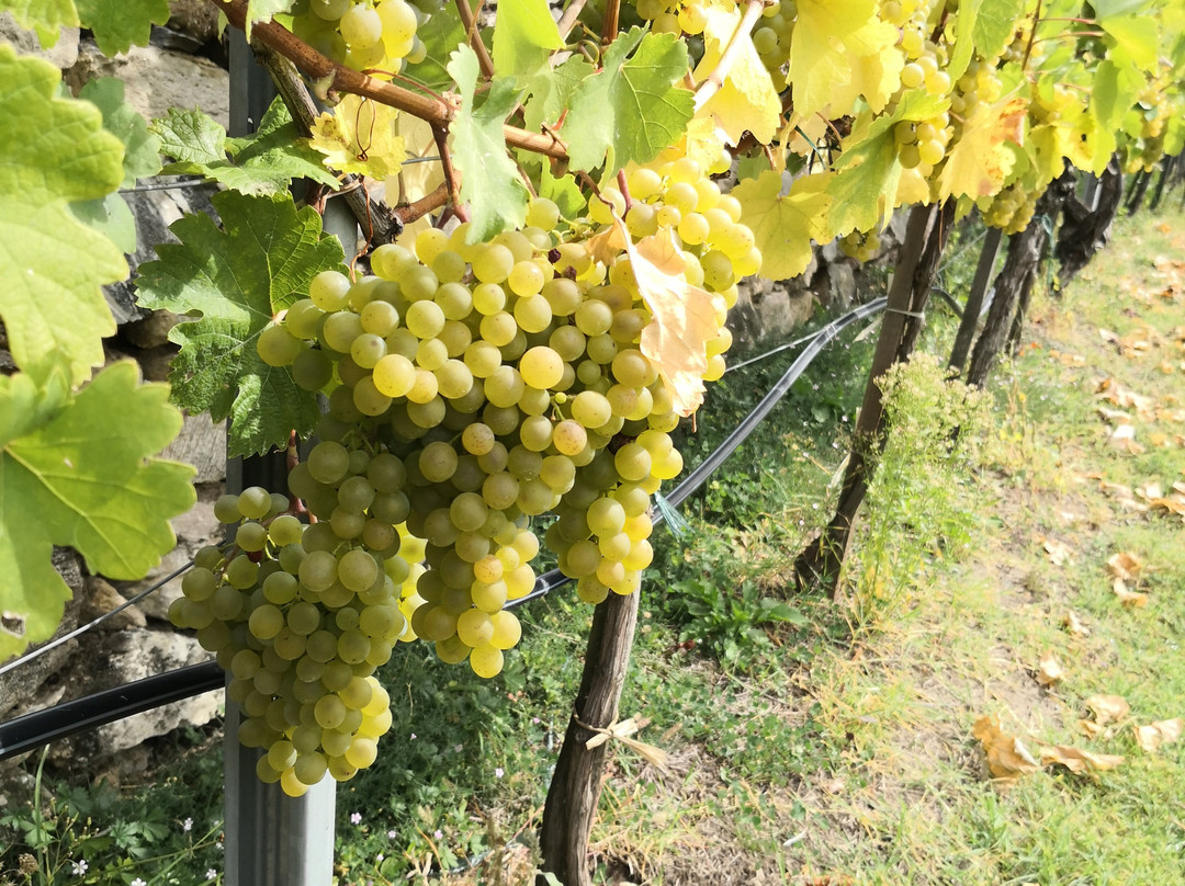 Weingut Bohmer-都恩石必去景点