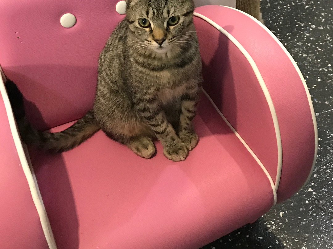 Cat Cuddle Café-布里斯班必去景点