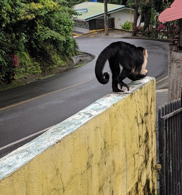 Pura Vida Tours & Transfers-哥斯达黎加安东尼奥国家公园必去景点