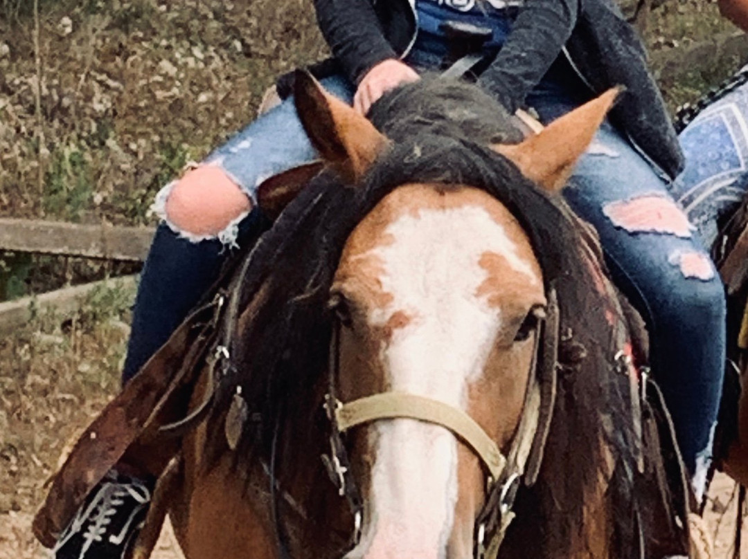 Canyon Creek Horseback Riding Stables景点图片