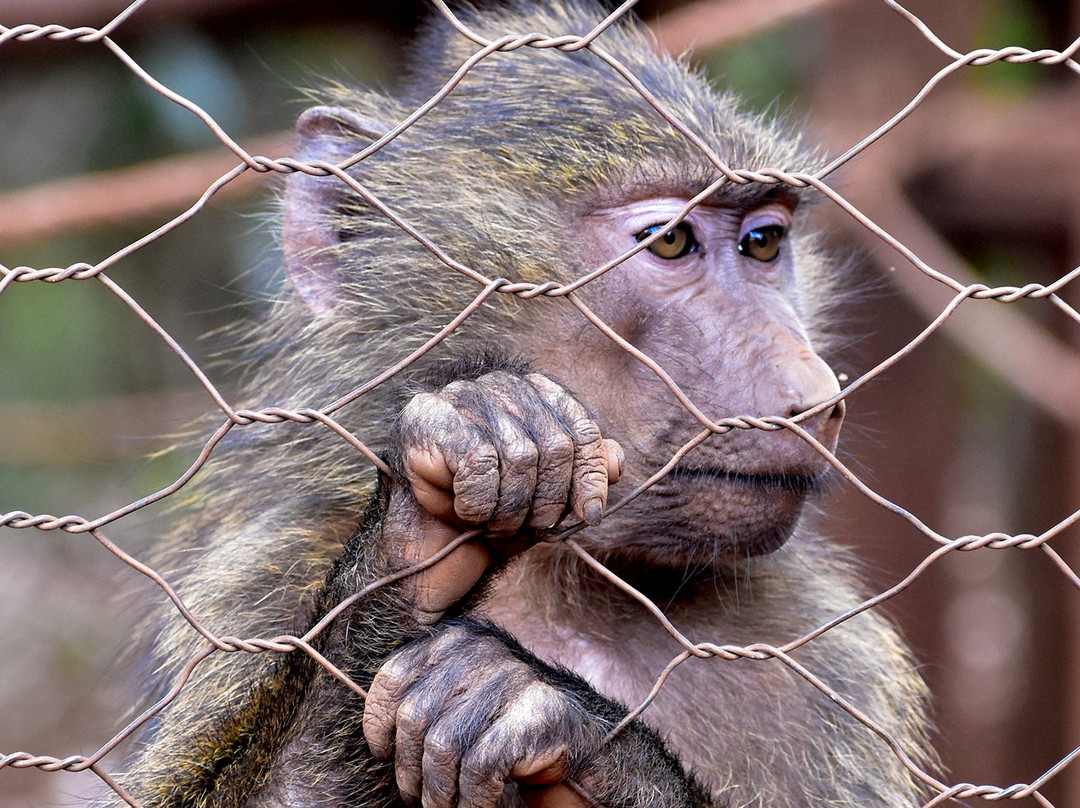 Nairobi Animal Orphanage景点图片