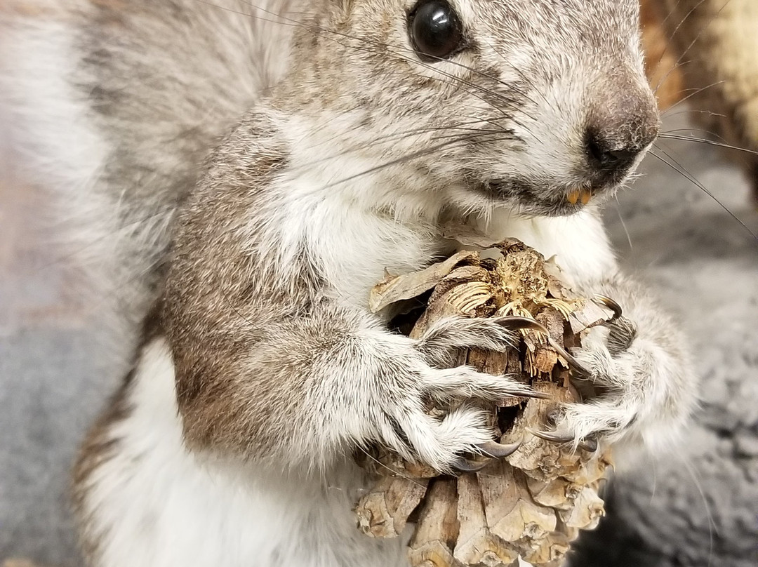 Durango Wildlife Museum and Fish Hatchery景点图片