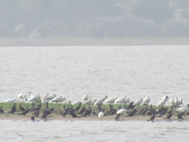Karaivetti Bird Sactuary
