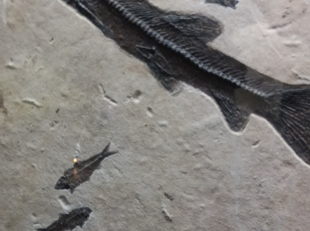 Museo De Minerales & Fosiles-萨卡特卡斯必去景点