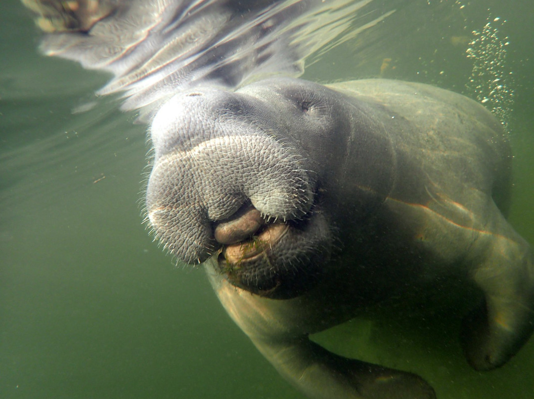 Manatee Fun ﻿﻿Tours-克里斯特尔里弗必去景点