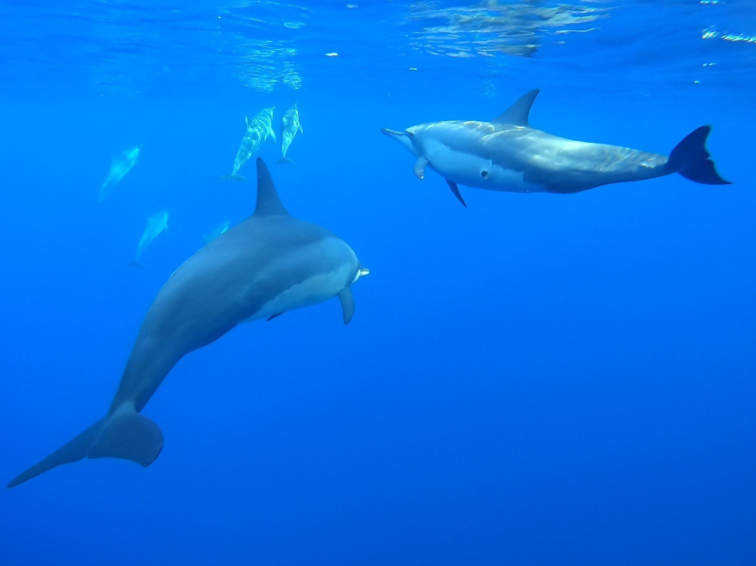 Magical Niue Sea Adventures-阿洛菲必去景点