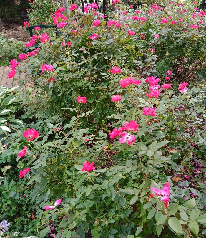 Royce Rose Garden景点图片