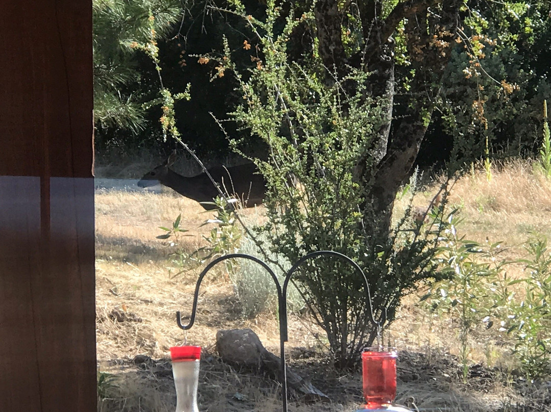 Sierra Trails Inn主图