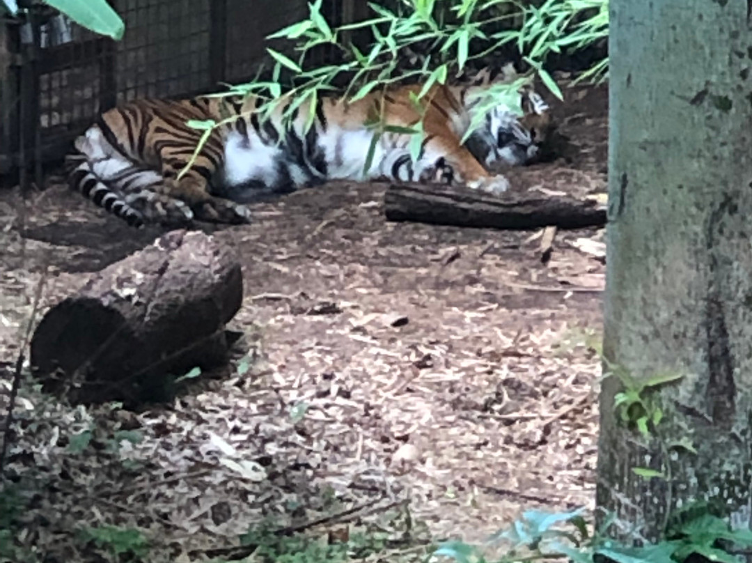 亚特兰大动物园-亚特兰大必去景点