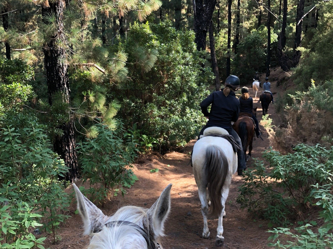 Finca Estrella - Ausritte und Wanderreiten im Norden von Teneriffa景点图片