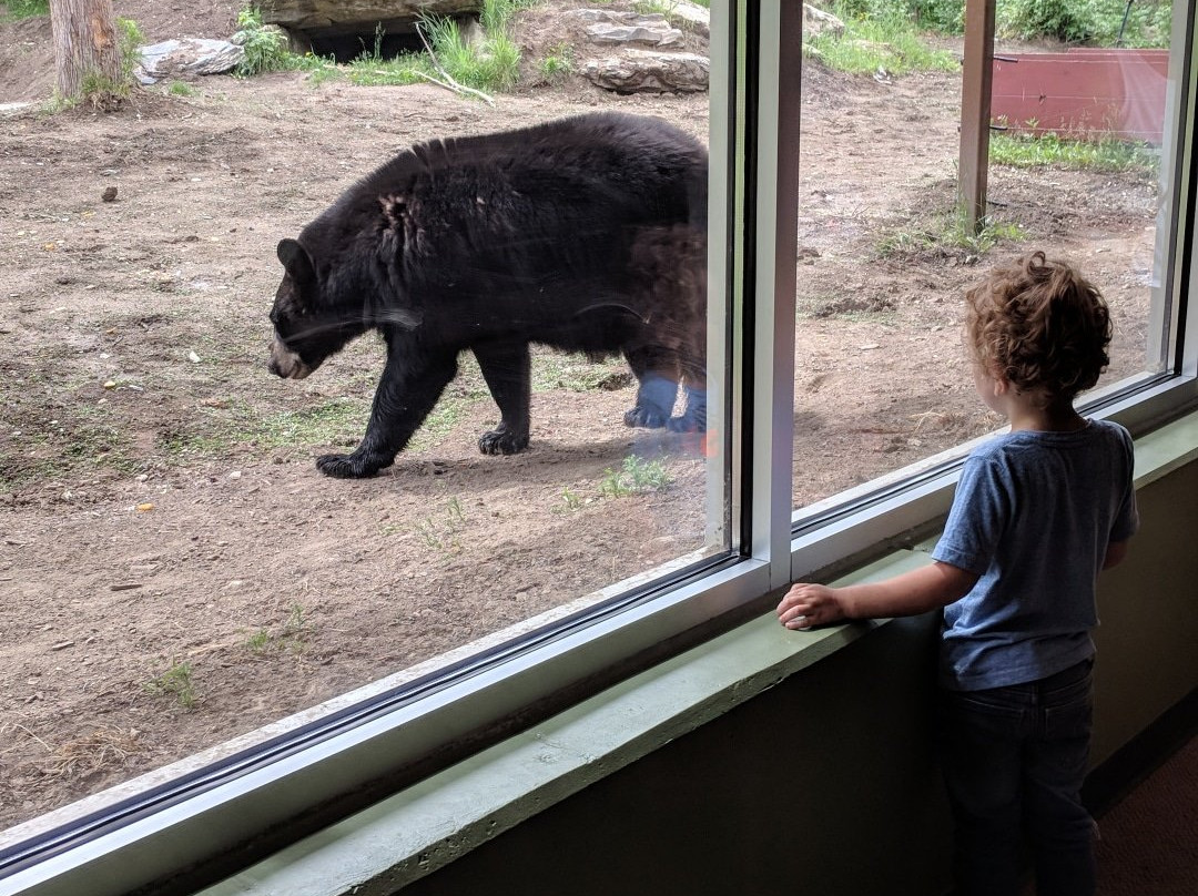 North American Bear Center-伊利必去景点