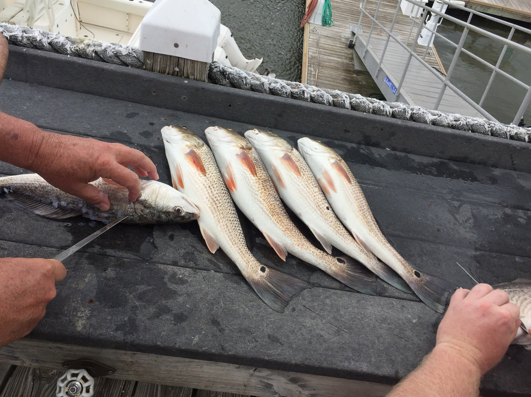 Ugly Ducklin Charters-埃迪斯托艾兰必去景点